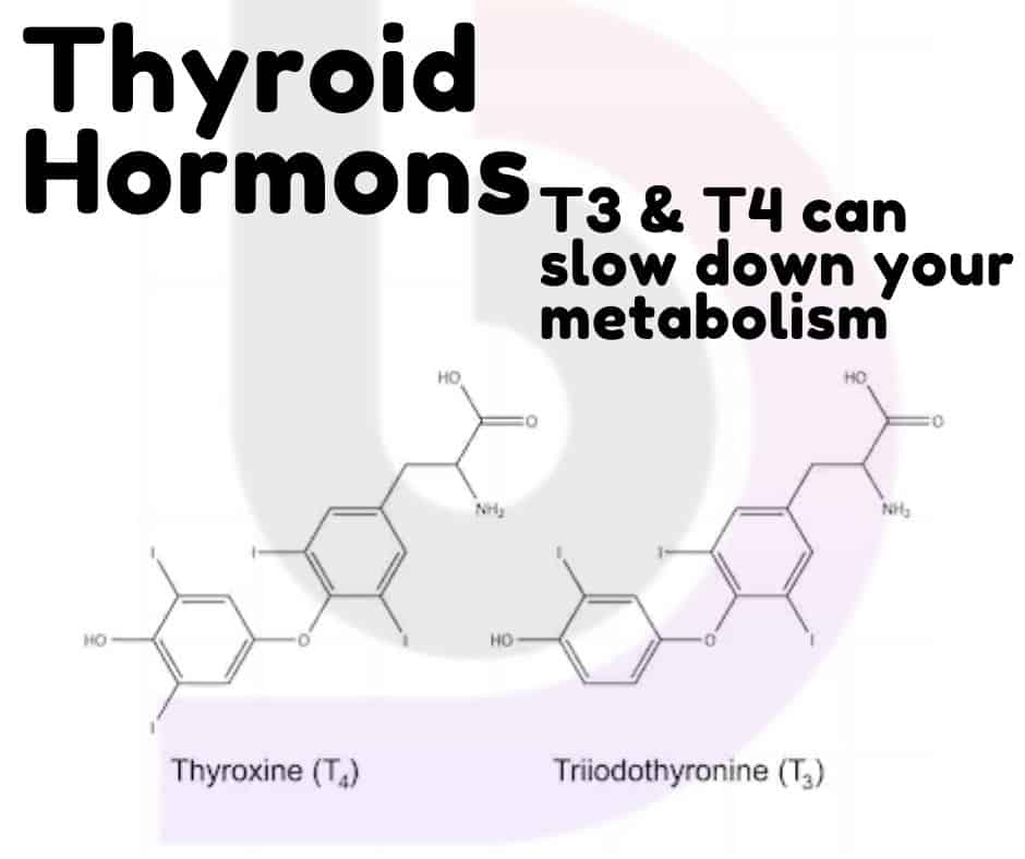 thyroid hormone effect in metabolism